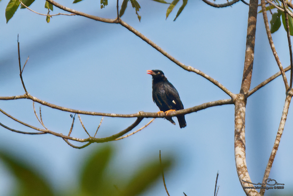 SRI LANKA HILL MYNA (Gracula ptilogenys) - Stäng / close